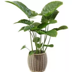 Elephant ear caladium in pots 3D model