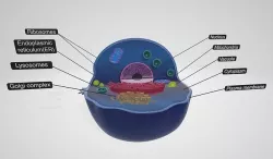 Eukaryotic cell- Cell membrane and cell wall 3D model