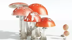 EVERYPlant Fly Agaric 02 --12 Models-- 3D model