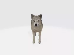 grey wolf 3D model