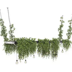 hanging plants 03 3D model