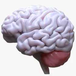 Human Brain 3D model