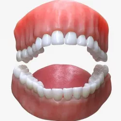 Human Mouth Teeth Tongue 3D model