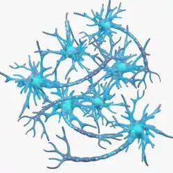 Human Neuron 3D model