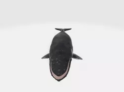 humback whale 3D model