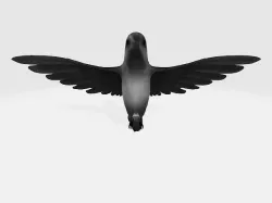 hummingbird 3D model