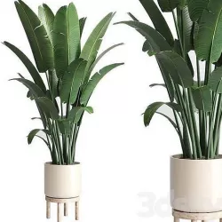 Indoor plant 137 vase wood pot plant ravenala 3D model