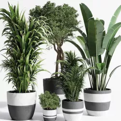 Indoor plant dirty concrete plants ravenala tree bush palm 3D model