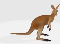 kangaroo 3D model