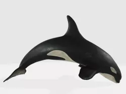 killer whale 3D model