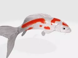 koi fish 3D model