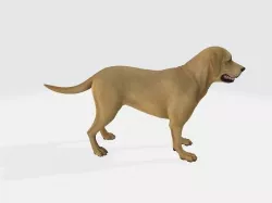 Labrador retriever 3D model