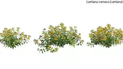 Lantana camara 02 3D model