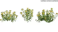 Lantana camara 3D model