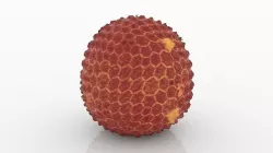 Lychee 3D model