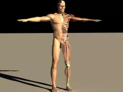 Male Body Skeletal Muscular 3D model