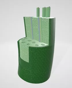 monocot stems have scattered vascular bundles 3D model