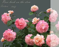 Rose bush on the stem texture PNG Texture