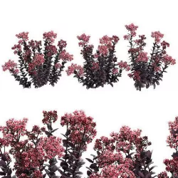 Sedum purple emperor 3D model