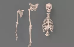 Skeleton - Human 3D model
