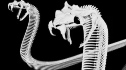 Snake Skeleton Low-poly 3D model