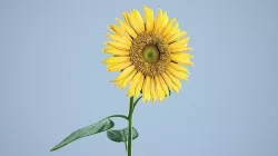 Sunflower 3D model