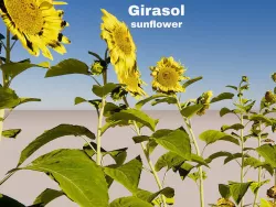sunflower  3D model