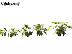 Syngonium podophyllum schott - Arrowhead Vine 3D model