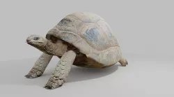 tortoise  Low-poly 3D model