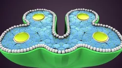 ts anther flower 3D model