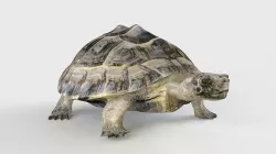  Turtle 3D model