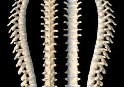  Vertebra bone model Cervical vertebra thoracic vertebra lumbar  3D model