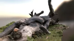 Wild and old tree trunk 3D model