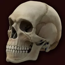 Ancient Skull Low-poly  3D model