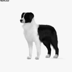 Border Collie HD 3D model