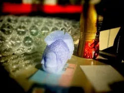 Buddha punk