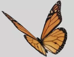 butterfly 3D