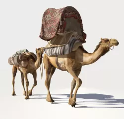 Camel 3D model