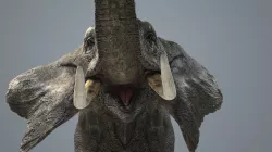 Elephant-Animated-Maya Low-poly  3D model