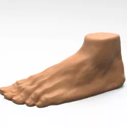 Foot human 3D model