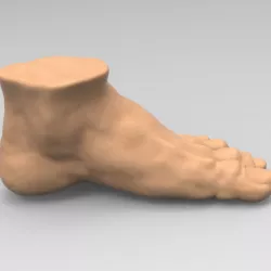 Foot human 3D model