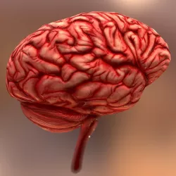 HQ Human Internal Organs Low-poly  3D model