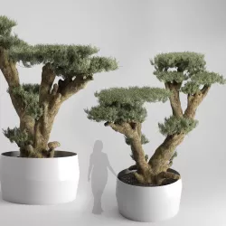 Olive Tree Plates Olea Europaea 3D model