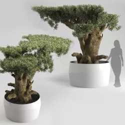 Olive Tree Plates Olea Europaea 3D model