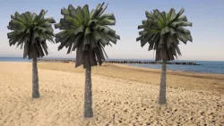 Palm Tree