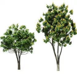 Peltophorum pterocarpum tree - 2 models 3D model