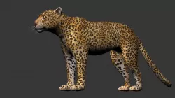 Photorealistic CGI Animated 3dsmax Leopard  Low-poly  3D model