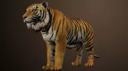 Photorealistic CGI Tiger Animation 3D Model Low-poly 3D model Low-poly  3D model