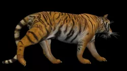 Photorealistic CGI Tiger Rigged 3D Model Low-poly 3D model Low-poly  3D model