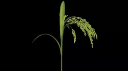 PLANT RICE POST LOW MODEL Low-poly 3D model Low-poly  3D model
